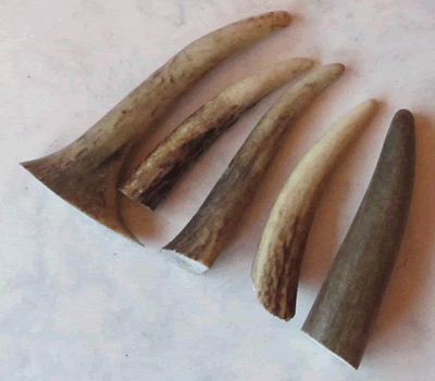 Stag Antler Tips Small HH-CB3-S