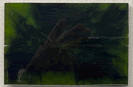 Green Plant Life Acrylic  - ENk-Fr-BX1
