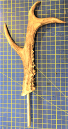 Roe Deer Antler Large with pin 7025A
