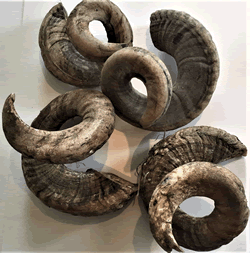 Whole Rams Horn and Scales