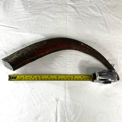 Water Buffalo Horn MediumEHK261125-2