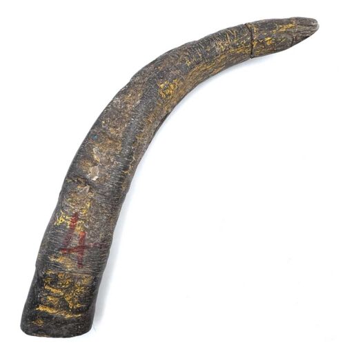 Water Buffalo Horn Medium